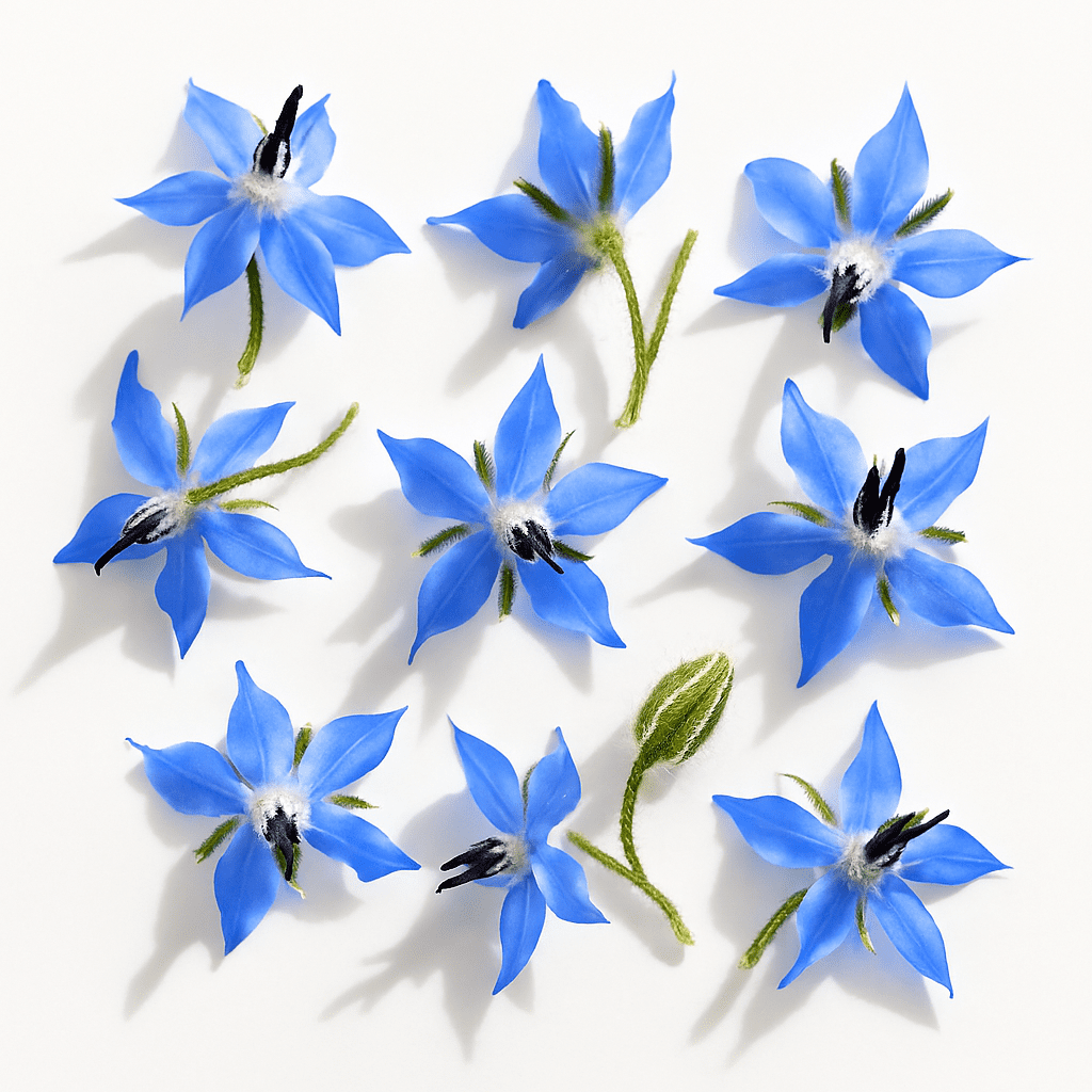 Borage Flowers