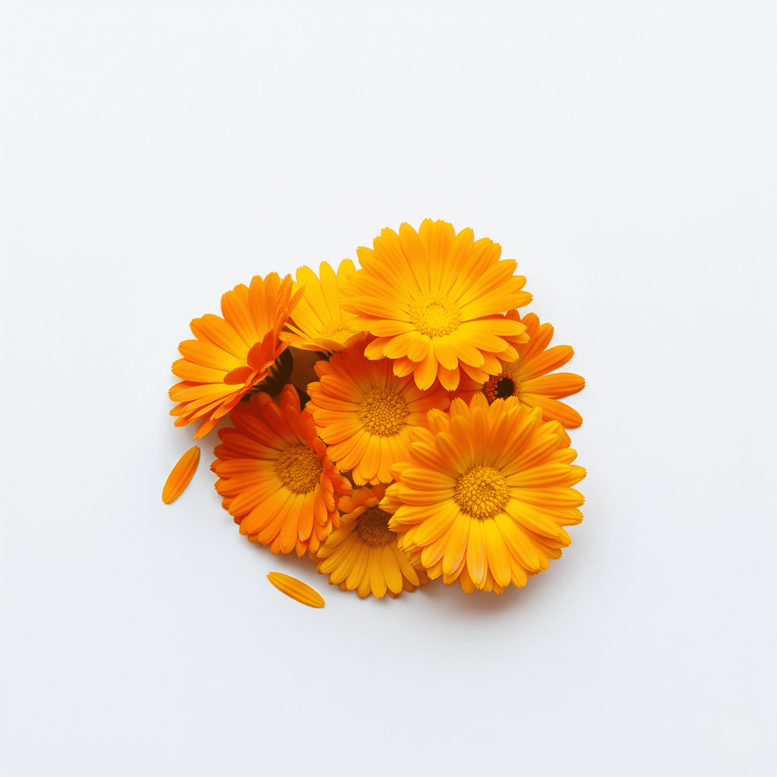 Calendula Flowers top view
