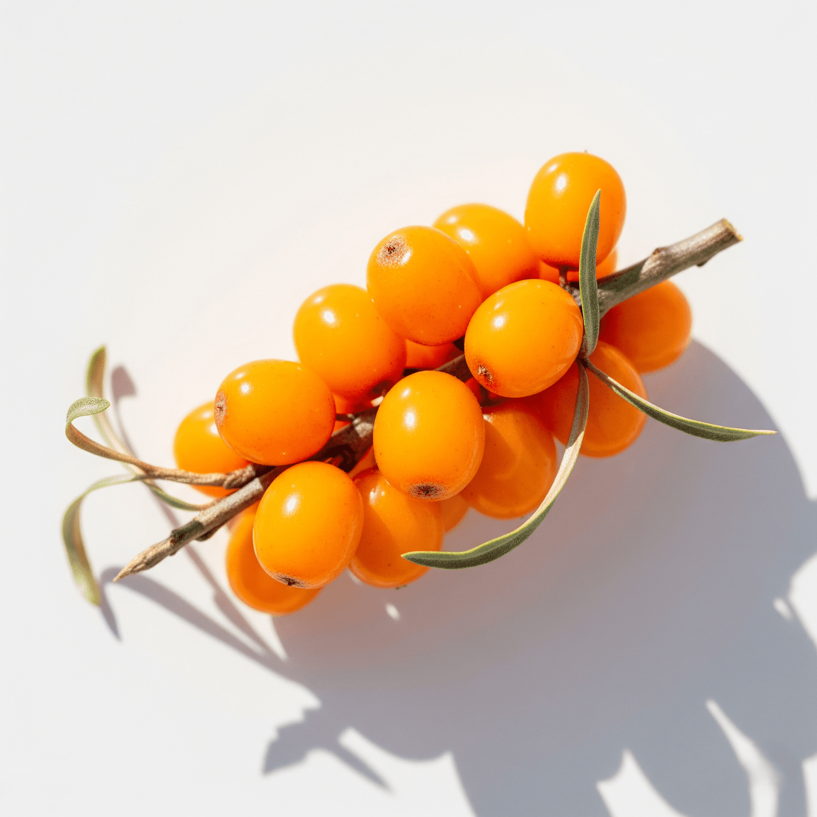 Sea Buckthorn fruit